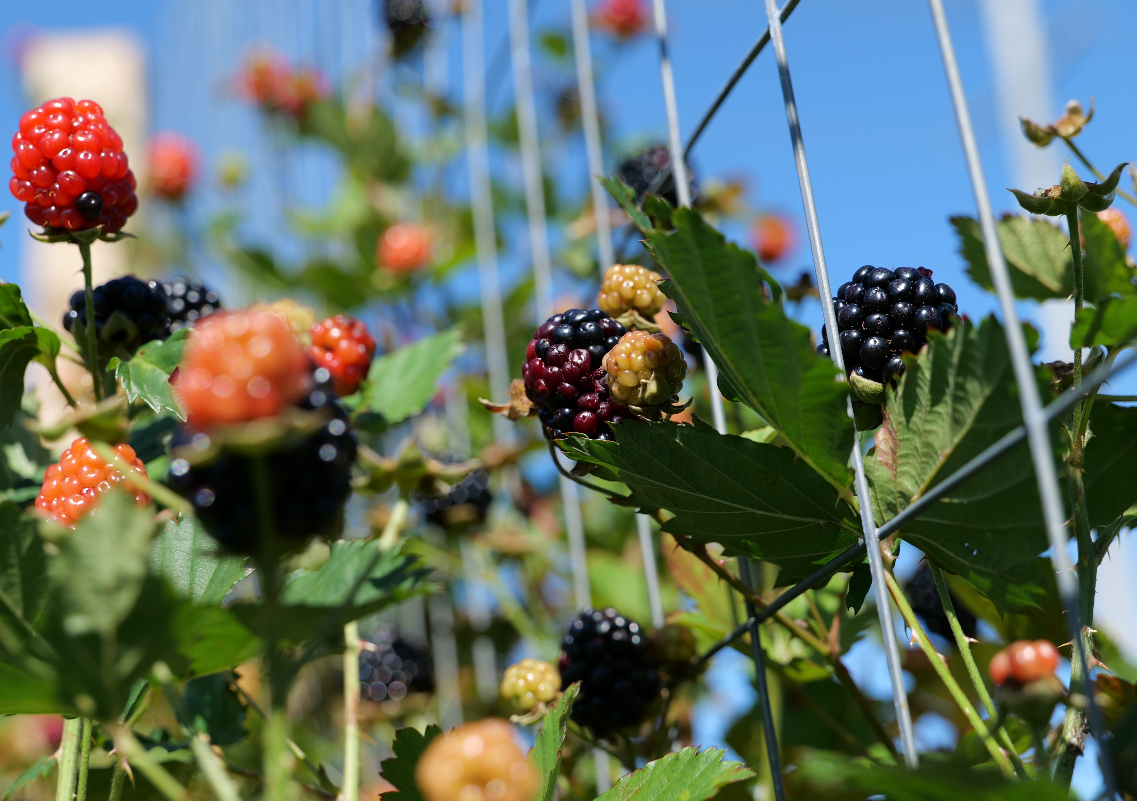 Is it a blackberry or a dewberry? 